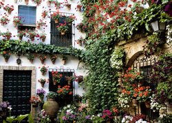 Kwiaty w doniczkach i bluszcz na fasadzie domu