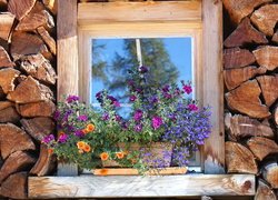 Kwiaty w doniczkach przy drewnianym oknie