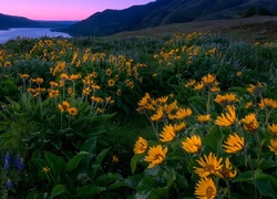 Stany Zjednoczone, Stan Oregon, Rezerwat przyrody Columbia River Gorge, Wzgórza, Łąka, Kwiaty, Łubin, Balsamorhiza, Góry, Rzeka