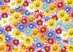 Kolorowe, Kwiaty, Stokrotki, Grafika 2D