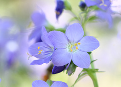 Kwiaty wielosiłu błękitnego