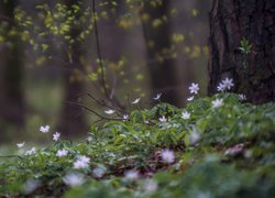 Kwiaty wiosenne w lesie