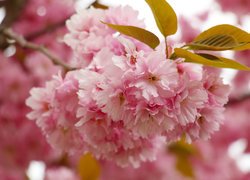 Kwiaty wiśni japońskiej i liście na gałązce