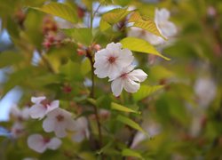 Kwiaty wiśni japońskiej na rozmytym tle