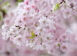 Kwiaty wiśni japońskiej w rozkwicie