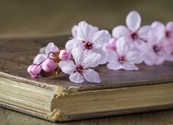 Kwiaty wiśni położone na książce
