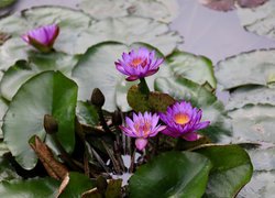 Kwiaty z pąkami i liście lilii wodnej