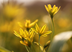 Kwiaty złoci żółtej na rozmytym tle