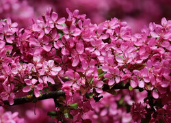 Kwiecista gałązka z różowymi kwiatami jabłoni