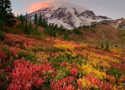 Kwiecista łąka na tle ośnieżonego wulkanu Mount Rainier