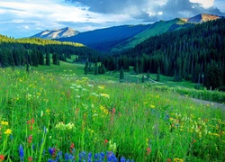 Kwiecista łąka u podnóża gór w amerykańskim stanie Kolorado