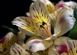 Alstroemeria, Kwiaty, Czarne tło