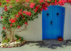 Kwitnąca bugenwilla obok niebieskich drzwi