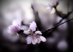 Kwitnąca gałązka brzoskwini