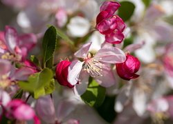 Kwitnąca gałązka jabłoni na rozmytym tle
