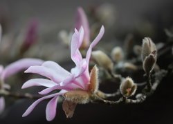 Kwitnąca gałązka magnolii z pąkami