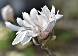 Kwitnąca gałązka magnolii
