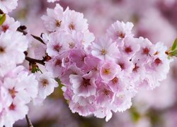 Kwitnąca gałązka wiśni japońskiej w zbliżeniu