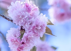 Kwitnąca gałązka wiśni japońskiej