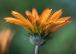 Kwitnąca gazania