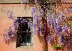 Kwitnąca glicynia obok ściany domu