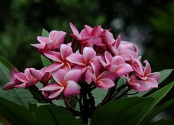 Plumeria, Listki