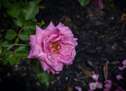 Kwitnąca różowa róża