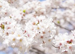 Kwitnąca wiśnia japońska z białymi kwiatkami
