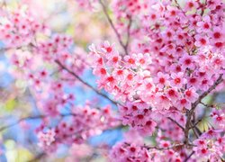Kwitnąca wiśnia japońska