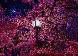 Kwitnąca wiśnia w świetle latarni