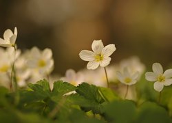 Kwitnące białe kwiaty szczawika zajęczego
