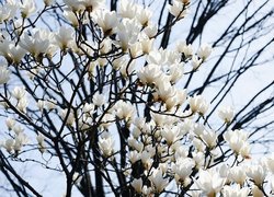 Kwitnące białe magnolie na gałązkach