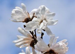 Kwitnące białe magnolie na niebieskim tle