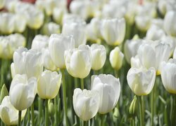 Kwiaty, Biały, Tulipany