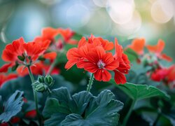 Czerwone, Kwiaty, Pelargonia, Listki