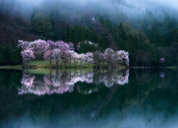 Kwitnące drzewa i zamglony las nad jeziorem