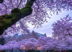 Kwitnące drzewa na terenie Uniwersytetu Quad w Waszyngtonie