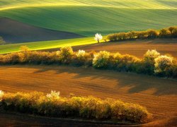 Kwitnące drzewa na wzgórzach Moraw