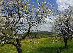 Wiosna, Drzewa owocowe, Wiśnie, Łąka