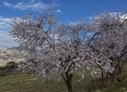Kwitnące drzewa owocowe na tle miasta w dolinie