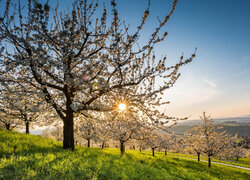 Wiosna, Wzgórze, Kwitnące, Drzewa owocowe, Trawa, Poranek