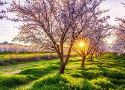 Kwitnące drzewka migdałowe w promieniach słońca
