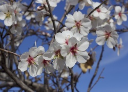 Kwitnące drzewo migdałowca pospolitego