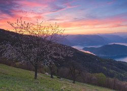 Kwitnące drzewo owocowe na tle jeziora Lake Iseo w dolinie Val Camonica