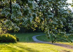 Wiosna, Park, Kwitnące, Drzewo, Ścieżka