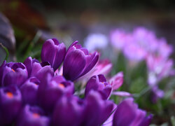 Kwitnące fioletowe krokusy na rozmytym tle