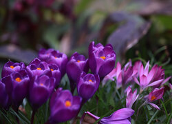 Kwitnące fioletowe krokusy z pręcikami w trawie