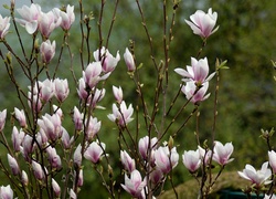 Kwitnące gałązki magnolii