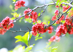 Kwitnące gałązki pigwowca japońskiego