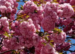 Kwitnące gałązki wiśni japońskiej